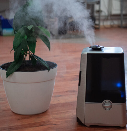 image of plant next to an air purifier humidifer
